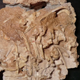 Opposite side of the fossil, showing several vertebrae, ribs, and the right foot.